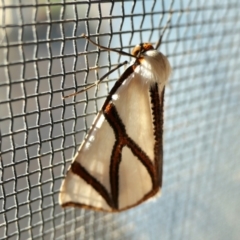 Thalaina clara (Clara's Satin Moth) at Yass River, NSW - 5 Apr 2022 by SenexRugosus
