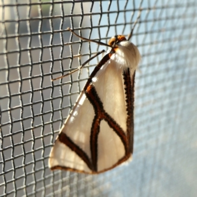 Thalaina clara (Clara's Satin Moth) at Yass River, NSW - 4 Apr 2022 by SenexRugosus