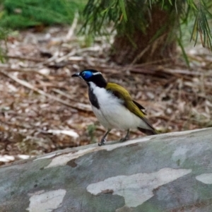 Entomyzon cyanotis at Hughes, ACT - 5 Apr 2022