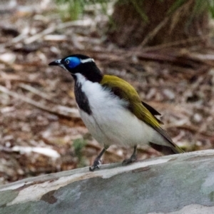 Entomyzon cyanotis at Hughes, ACT - 5 Apr 2022