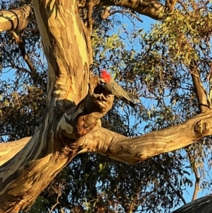 Callocephalon fimbriatum at Hughes, ACT - suppressed