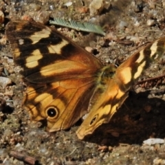 Heteronympha banksii (Banks' Brown) at Tidbinbilla Nature Reserve - 5 Apr 2022 by JohnBundock