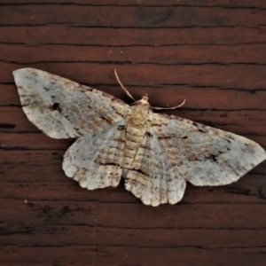 Chloroclystis (genus) at Paddys River, ACT - 5 Apr 2022