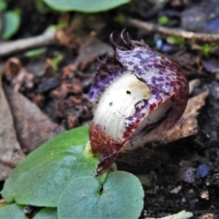 Corysanthes hispida (Bristly helmet orchid) at Paddys River, ACT - 5 Apr 2022 by JohnBundock