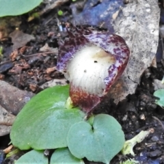 Corysanthes hispida at Paddys River, ACT - 5 Apr 2022