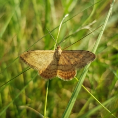 Scopula rubraria (Plantain Moth) at Kambah, ACT - 5 Apr 2022 by MatthewFrawley