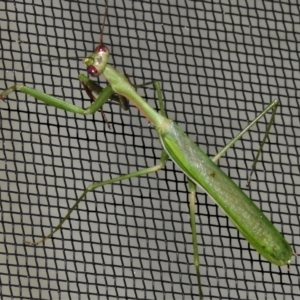 Pseudomantis albofimbriata at Wanniassa, ACT - 5 Apr 2022 09:29 PM