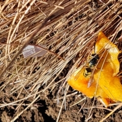 Vespula germanica (European Wasp, German Yellowjacket Wasp) at Wambrook, NSW - 5 Apr 2022 by Mike