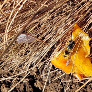 Vespula germanica at Wambrook, NSW - 5 Apr 2022