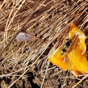 Vespula germanica at Wambrook, NSW - 5 Apr 2022 01:28 PM