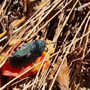 Notius depressus at Wambrook, NSW - 5 Apr 2022