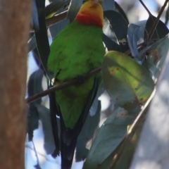 Polytelis swainsonii (Superb Parrot) at Hughes, ACT - 5 Apr 2022 by LisaH