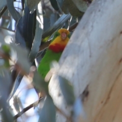 Polytelis swainsonii at Hughes, ACT - 5 Apr 2022