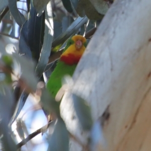 Polytelis swainsonii at Hughes, ACT - 5 Apr 2022