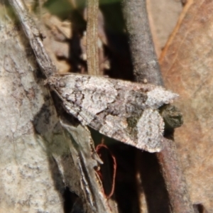 Meritastis lythrodana at Hughes, ACT - 5 Apr 2022 12:42 PM