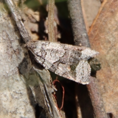 Meritastis lythrodana (A tortrix or leafroller moth) at GG93 - 5 Apr 2022 by LisaH