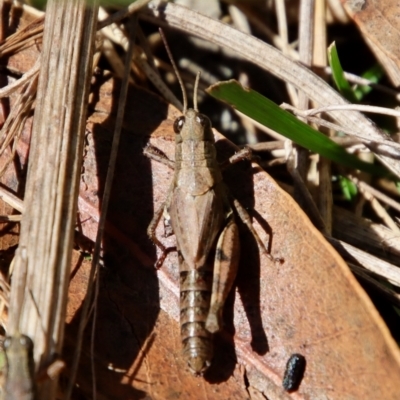 Phaulacridium vittatum (Wingless Grasshopper) at Hughes Grassy Woodland - 5 Apr 2022 by LisaH