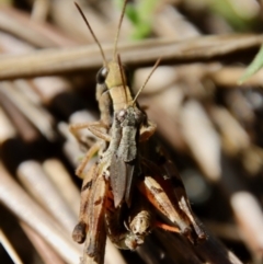 Phaulacridium vittatum (Wingless Grasshopper) at GG96 - 5 Apr 2022 by LisaH
