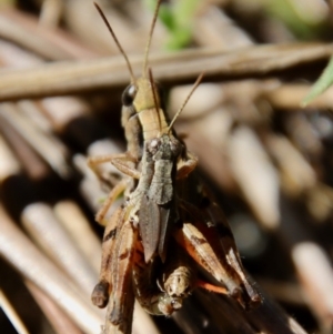 Phaulacridium vittatum at Hughes, ACT - 5 Apr 2022