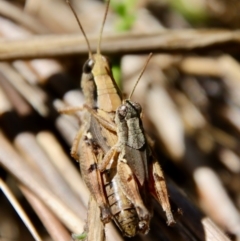 Phaulacridium vittatum at Hughes, ACT - 5 Apr 2022