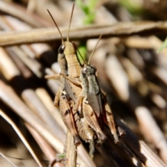 Phaulacridium vittatum at Hughes, ACT - 5 Apr 2022