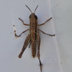 Phaulacridium vittatum (Wingless Grasshopper) at Hughes, ACT - 5 Apr 2022 by LisaH