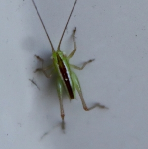 Conocephalus semivittatus at Hughes, ACT - 5 Apr 2022