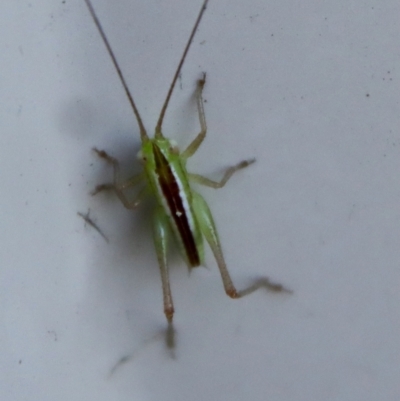 Conocephalus semivittatus (Meadow katydid) at Hughes, ACT - 5 Apr 2022 by LisaH