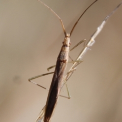 Mutusca brevicornis (A broad-headed bug) at Hughes Grassy Woodland - 5 Apr 2022 by LisaH