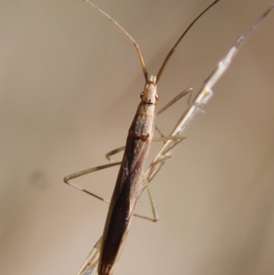 Mutusca brevicornis (A broad-headed bug) at Hughes Grassy Woodland - 5 Apr 2022 by LisaH