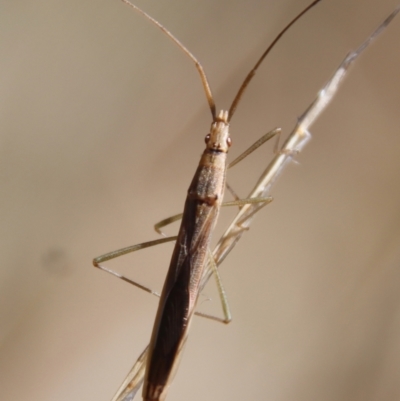 Mutusca brevicornis (A broad-headed bug) at Red Hill to Yarralumla Creek - 5 Apr 2022 by LisaH