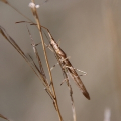 Mutusca brevicornis at Hughes, ACT - 5 Apr 2022 12:51 PM