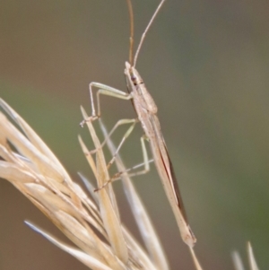 Mutusca brevicornis at Hughes, ACT - 5 Apr 2022 12:51 PM