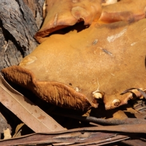 Gymnopilus junonius at Hughes, ACT - 5 Apr 2022