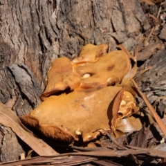 Gymnopilus junonius at Hughes, ACT - 5 Apr 2022