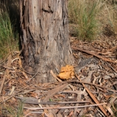 Gymnopilus junonius at Hughes, ACT - 5 Apr 2022