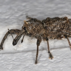 Orthorhinus cylindrirostris (Elephant Weevil) at Melba, ACT - 18 Feb 2022 by kasiaaus