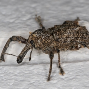 Orthorhinus cylindrirostris at Melba, ACT - 18 Feb 2022