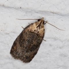 Cryptoptila australana (Elderberry Leaf Roller Moth) at Melba, ACT - 18 Feb 2022 by kasiaaus