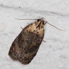 Cryptoptila australana at Melba, ACT - 18 Feb 2022 12:44 AM