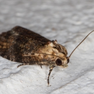 Cryptoptila australana at Melba, ACT - 18 Feb 2022