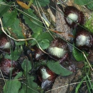 Corysanthes hispida at Paddys River, ACT - 5 Apr 2022