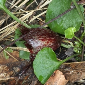 Corysanthes hispida at Paddys River, ACT - 5 Apr 2022