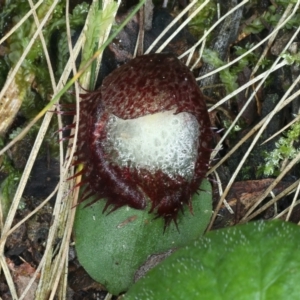 Corysanthes hispida at Paddys River, ACT - 5 Apr 2022