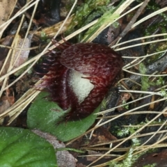 Corysanthes hispida at Paddys River, ACT - suppressed