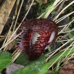 Corysanthes hispida at Paddys River, ACT - 5 Apr 2022