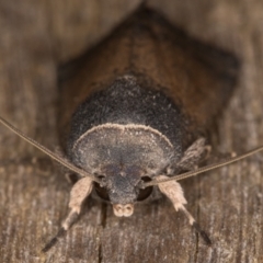 Proteuxoa sp. (21) (MoV, Part 9) (A Noctuid moth (Acronictinae)) at Melba, ACT - 18 Feb 2022 by kasiaaus