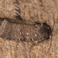 Proteuxoa provisional species 1 at Melba, ACT - 18 Feb 2022 11:51 PM