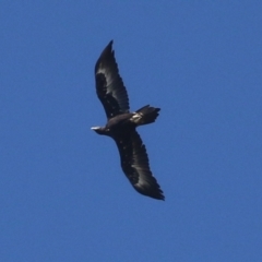 Aquila audax (Wedge-tailed Eagle) at Wanniassa Hill - 5 Apr 2022 by RodDeb