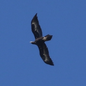 Aquila audax at Macarthur, ACT - 5 Apr 2022 11:59 AM